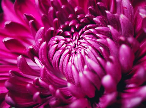 Download Purple Chrysanthemum Petals Macro Wallpaper
