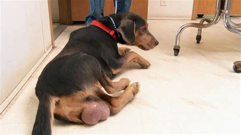 Black Testicles In Dogs Possible Causes And When To Seek Advice