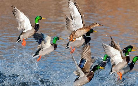 Mallard Duck Wallpapers Top Free Mallard Duck Backgrounds