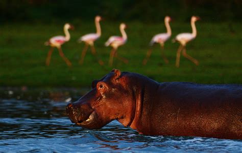 Hippo Attack In Kenya Leaves Chinese Tourists Fisherman Dead Near Lake