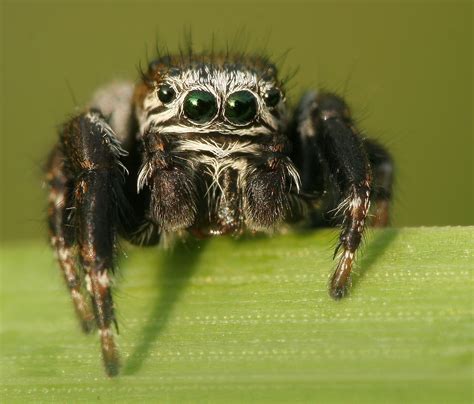 Jumping Spider Evarcha Arcuata Lukas Jonaitis Flickr