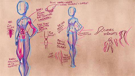 Creating Comics Muscle Map By Dreamkeepers On Deviantart