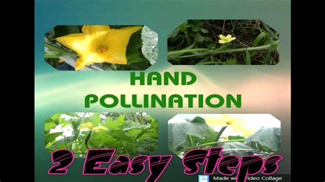 Hand Pollination 2 Easy Steps How To Hand Pollinate Youtube