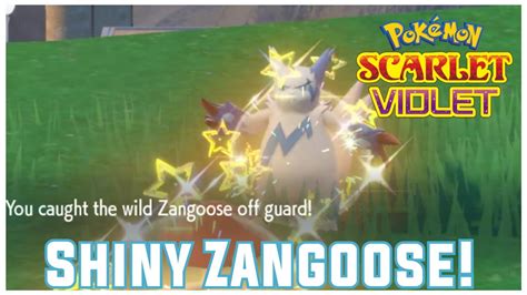 Shiny Zangoose Spotted Pokémon Scarlet And Violet Youtube