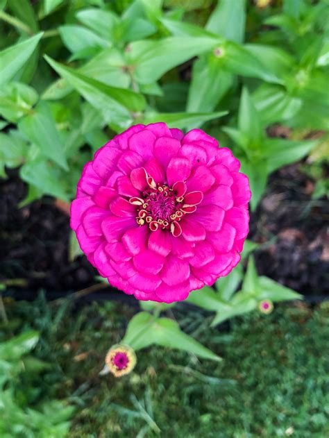 The create your own backyard cut flower. How to Create a Cut Flower Garden for Beginners Step-by-Step