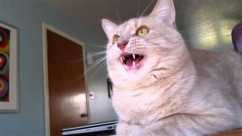 Dramatic Chirping Cat Youtube