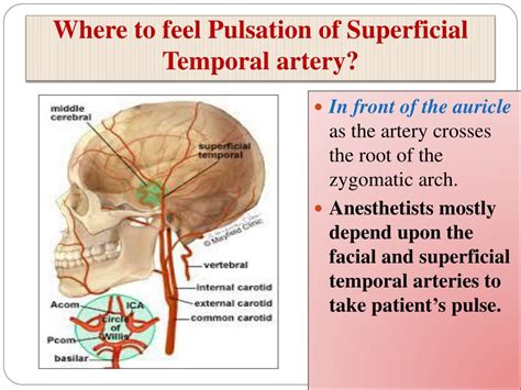 Superficial Temporal Artery