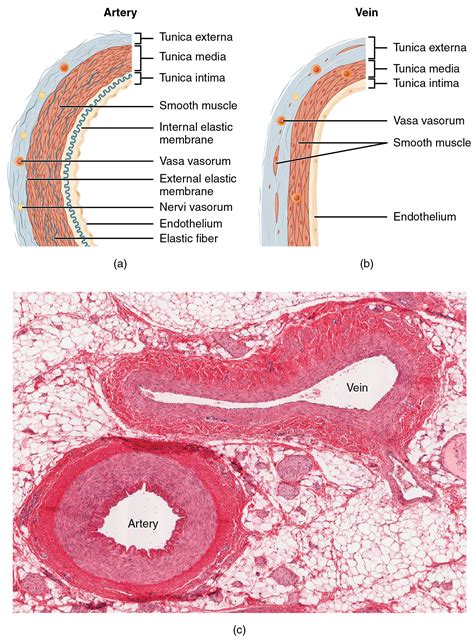 The abdominal aorta bifurcates at the level of the fourth lumbar vertebra to form the two common iliac arteries, each of which further branches into the external and the internal iliac artery. File:2102 Comparison of Artery and Vein.jpg - Wikipedia