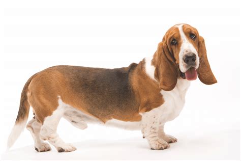 Basset Hound Breed Info Facts Traits And Pictures Dogster