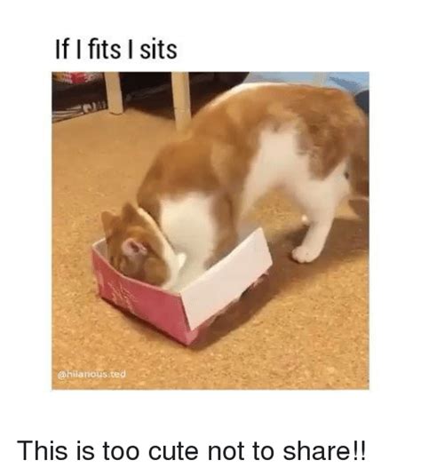 If I Fits I Sits This Is Too Cute Not To Share Meme On Sizzle