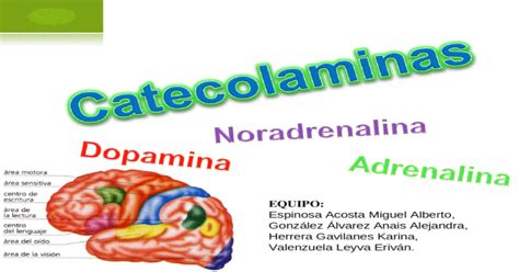 Catecolaminas O Que é
