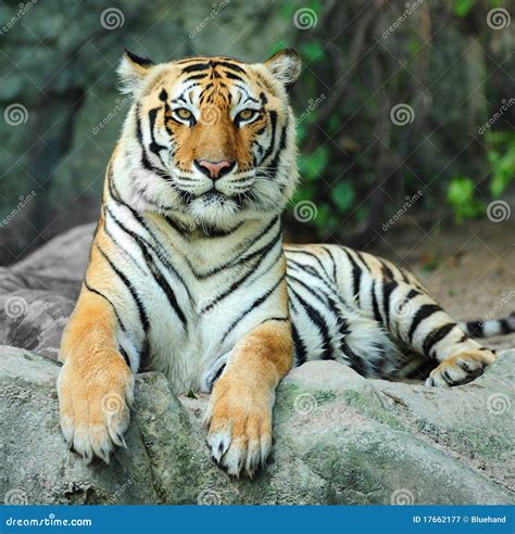 Asian Tiger On Rock Royalty Free Stock Photography Image 17662177