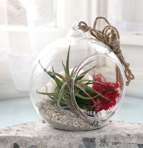 These adorable plants are called tillandsia. Summer Air Plant Terrarium - Small | Felt