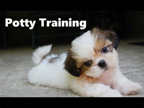 All of the common signs in malta (such as open and close) are written either in english, or using international symbols, so travellers should not have a problem. How To Potty Train A Shih Tzu Puppy - Shih Tzu House ...