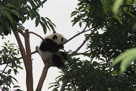 Bisarbeat Pictures Of Panda Base At Chengdu China