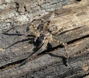 Swamp Spider Dolomedes Bugguidenet