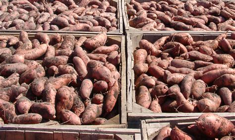 full load north carolina sweet potatoes