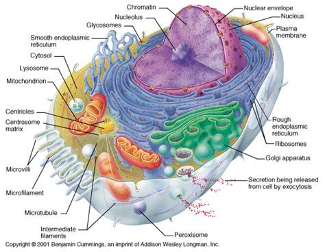 The outer membrane is smooth and the inner one is folded. Animal Cell Structure | Biology I