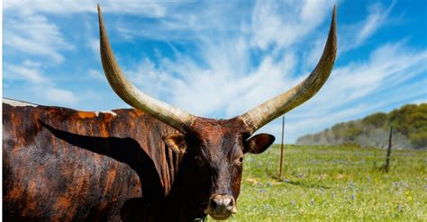 10 animales con los cuernos más grandes del mundo