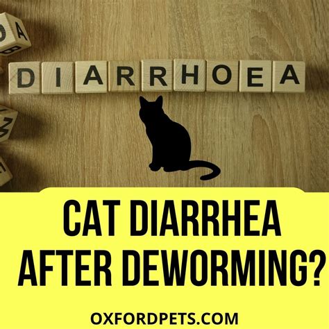 How Long Will A Cat Have Diarrhea After Deworming Guide Oxford Pets