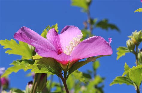 This game contains pictures of all kinds of flowers, for example sunflowers, tulips, crocus, snowflakes etc. Pink Flowers - Free Jigsaw Puzzles Online