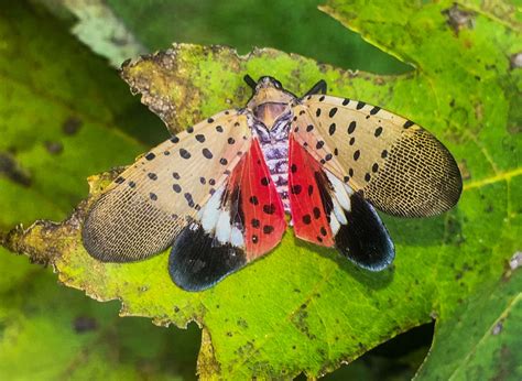 Spotted Lanternfly Identification And Treatment In Royersford Pa 19468