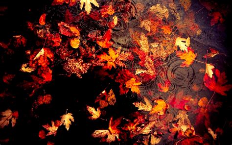 Autumn Wallpaper ·① Download Free Cool Hd Wallpapers For Desktop