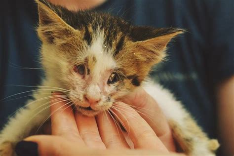 The four most common are roundworms, hookworms, tapeworms, and heartworms. Blind Cats: Can They Have A Normal Life? - TheOrphanPet