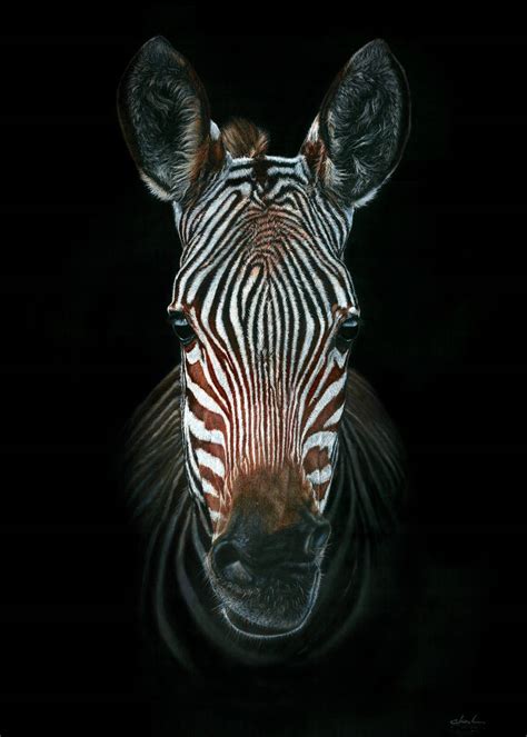 Zebra Portrait By Giovannichis On Deviantart
