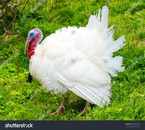 Male Domestic Turkey Stock Photo 200523347 Shutterstock