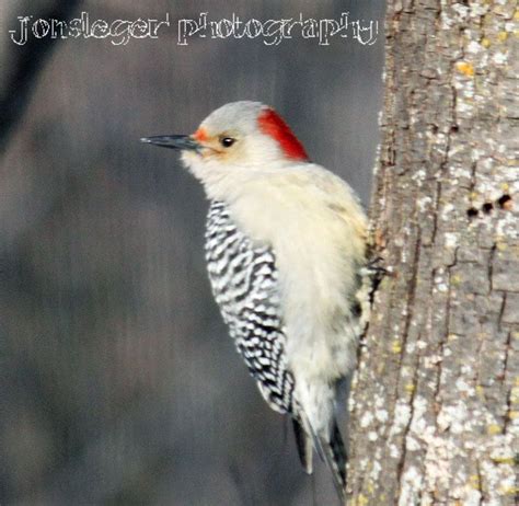 Maybe you would like to learn more about one of these? Year round Tree Clinging Birds | Backyard birds, Birds ...