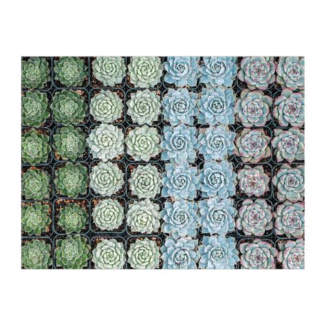 Check spelling or type a new query. Succulent Garden, 500 Pieces, Chronicle Books - Galison ...