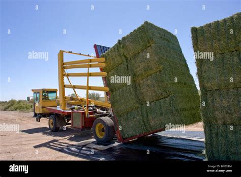 Super Sized Compressed Alfalfa Hay Bales Are Stacked Along The Side Of