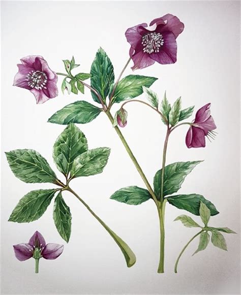 How To Paint Hellebores In Watercolour With Catherine Harriyott