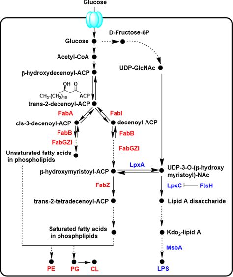 The Biosynthesis Pathway Of The Fatty Acids Chain For E Coli Lps And