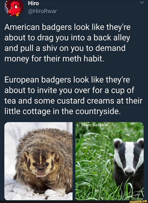 American Badgers Look Like They Re About To Drag You Into A Back Alley