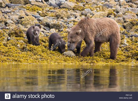 Mother Brown Bear And Cubs Hi Res Stock Photography And Images Alamy