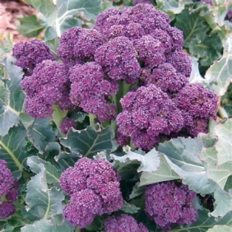 Broccoli Sprouting Early Purple Seeds Irish Plants Direct