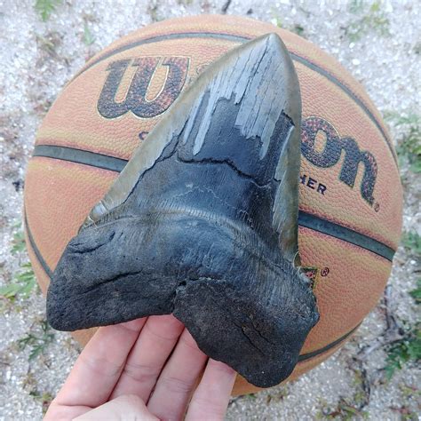 My Biggest Megalodon Shark Tooth To Date Rfossilhunting