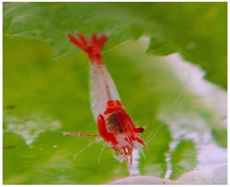 Freshwater Shrimp Rili Red Shrimp Arizona Aquatic Gardens