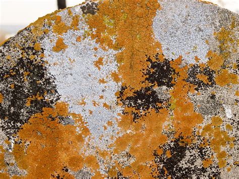 A Colourful Group Of Crustose Lichens Acarospora Strigata Flickr