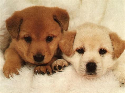 Cute Pixs Of Puppies And Dogs Pets Nigeria