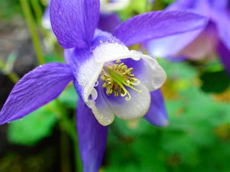 名站推薦 tips：2021年6月24日 已更新失效連結 total 13 ». 5月の誕生花｜日別の花一覧と花言葉は？5月生まれの人に贈ろう ...