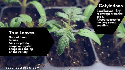 Maybe you would like to learn more about one of these? Pro Tips For Transplanting Tomato Seedlings | You Should Grow
