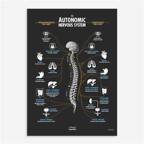 Pin On Chiropractic Posters By Kirografiks