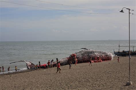 Dead Whale Of The Philippines Reminds Us That Ocean
