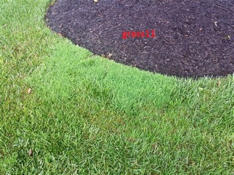 Pesticide use will kill beneficial insects, so the. Is it Zoysia and Should I Kill it? - DoItYourself.com Community Forums