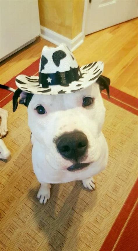 Cowboy Hat Dog Costume Cow Print Baxterboo