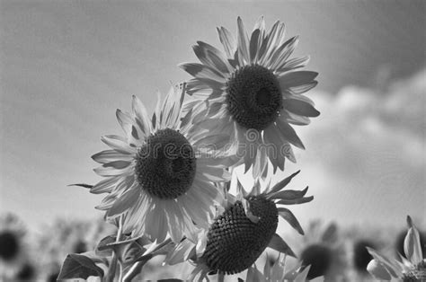 Drybrush Sunflowers In Black And White Stock Image Image Of Abstract