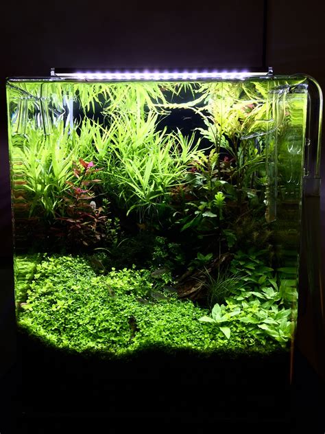 Before we jump in and explore aquascaping you will need a functioning aquarium environment. Aquascape 30 Liter ,Marcel engbers | Betta, Aquário betta ...